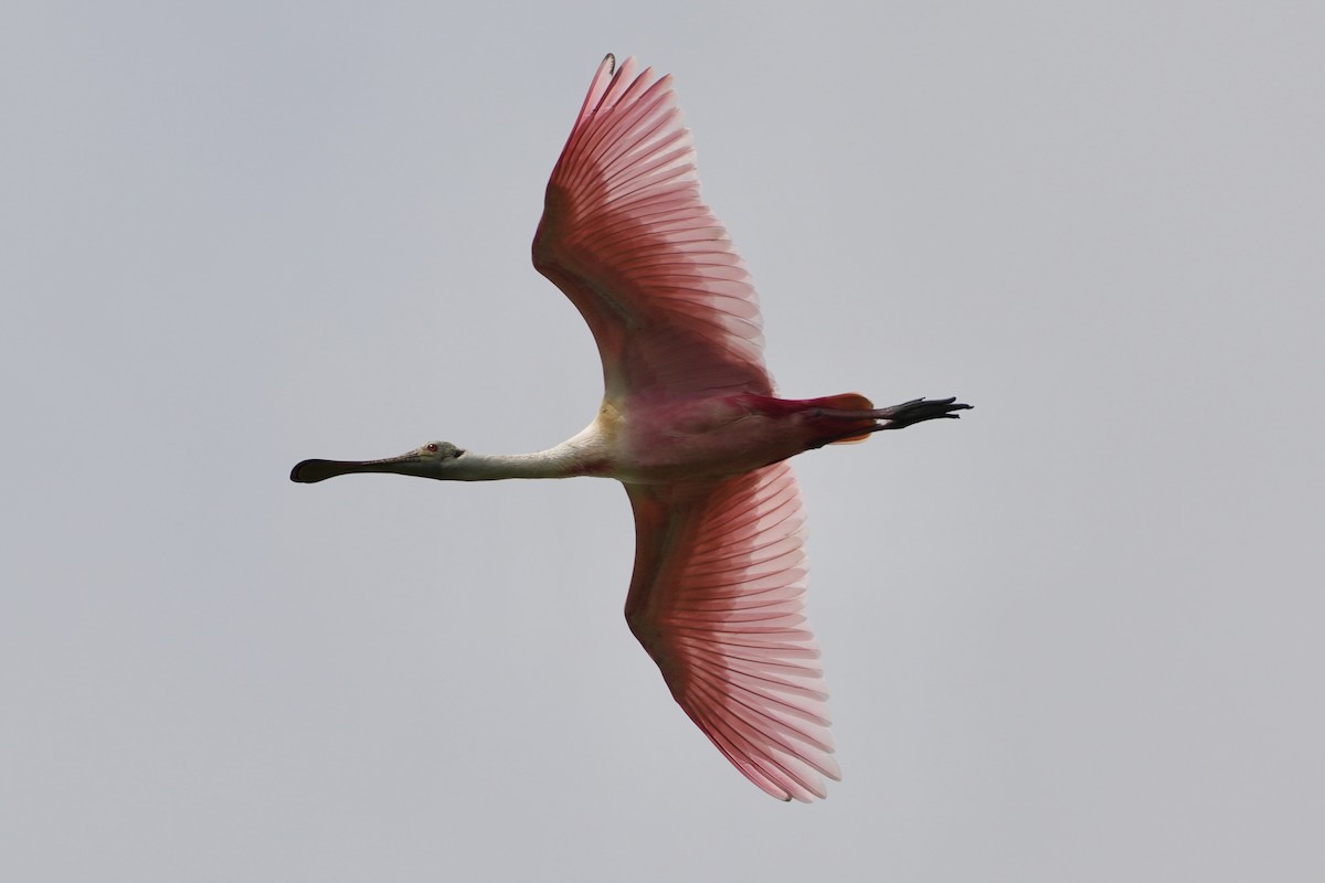 Roseate Spoonbill - ML635076286