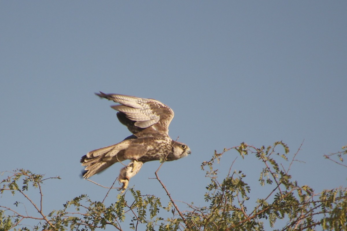 Laggar Falcon - ML635076294