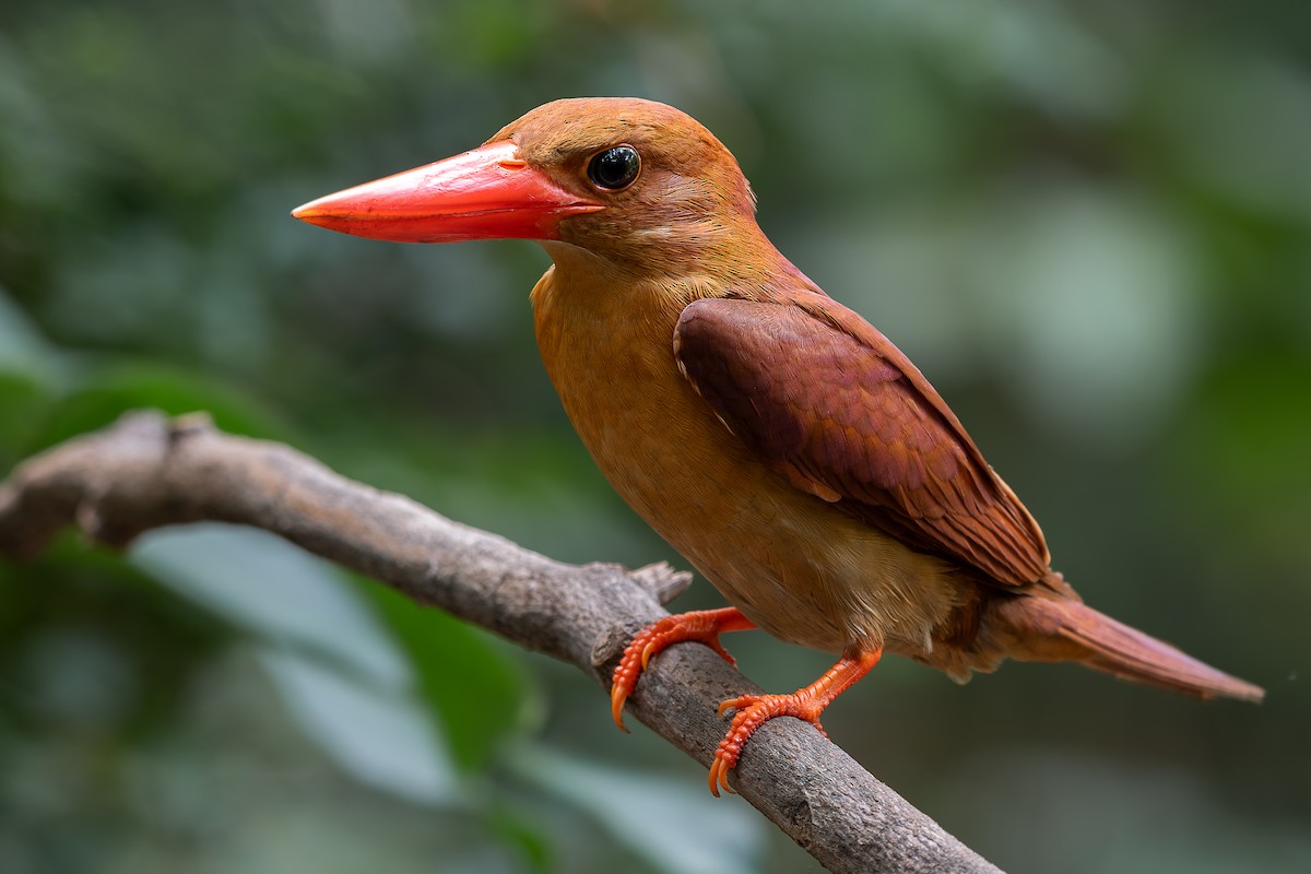 Ruddy Kingfisher - ML635076295