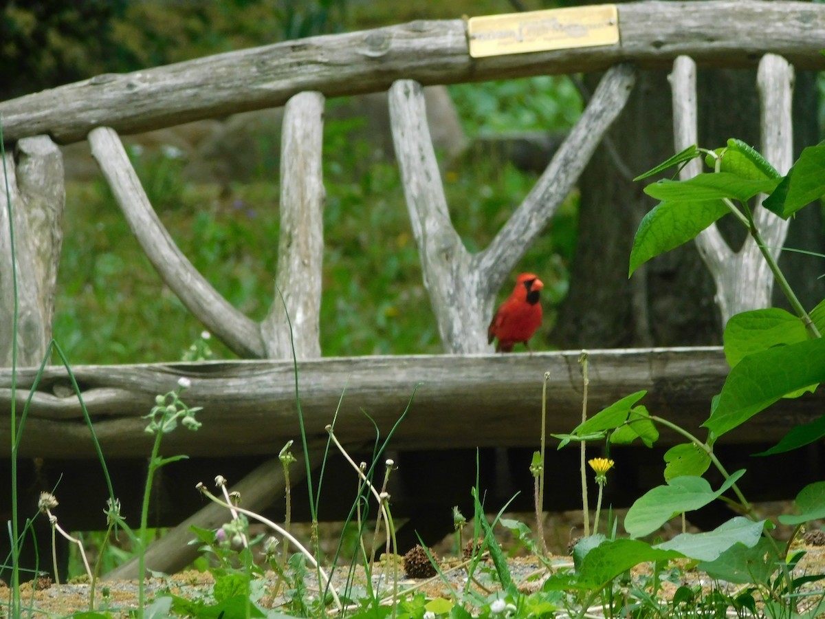 Northern Cardinal - ML635076303