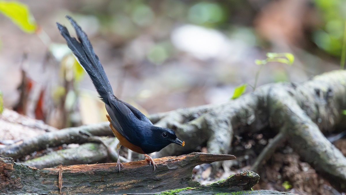 White-rumped Shama - ML635076322