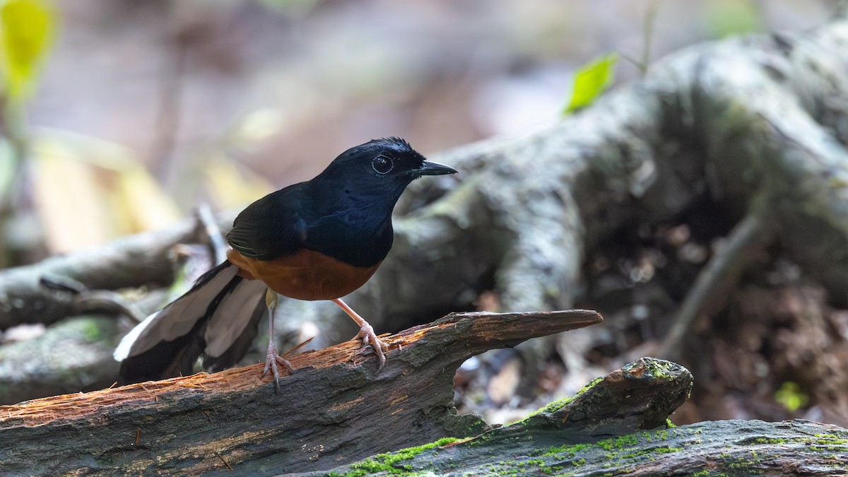 White-rumped Shama - ML635076323