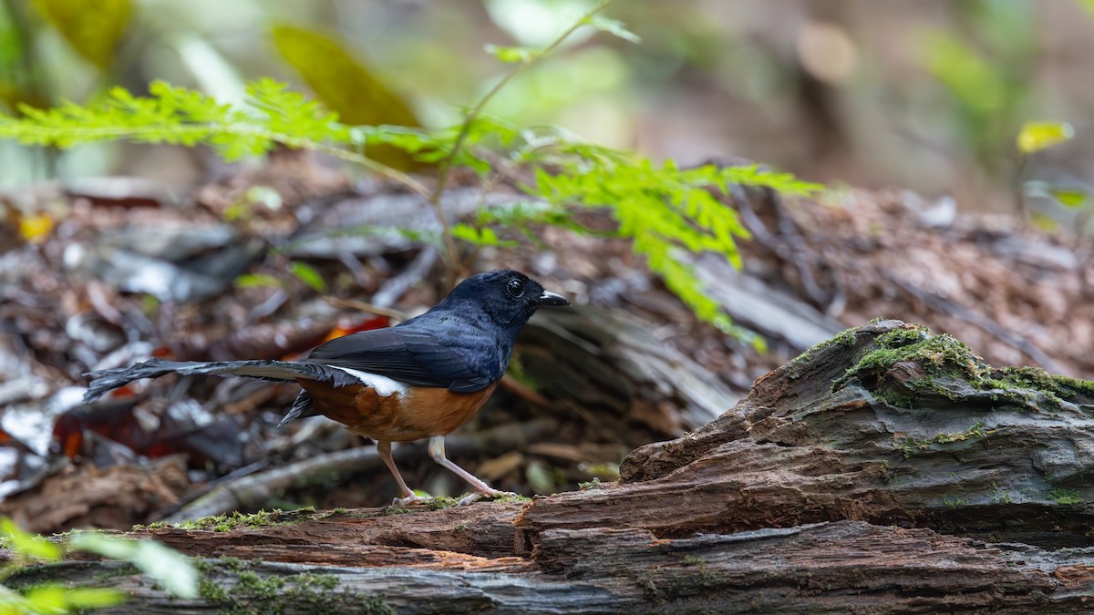 White-rumped Shama - ML635076325