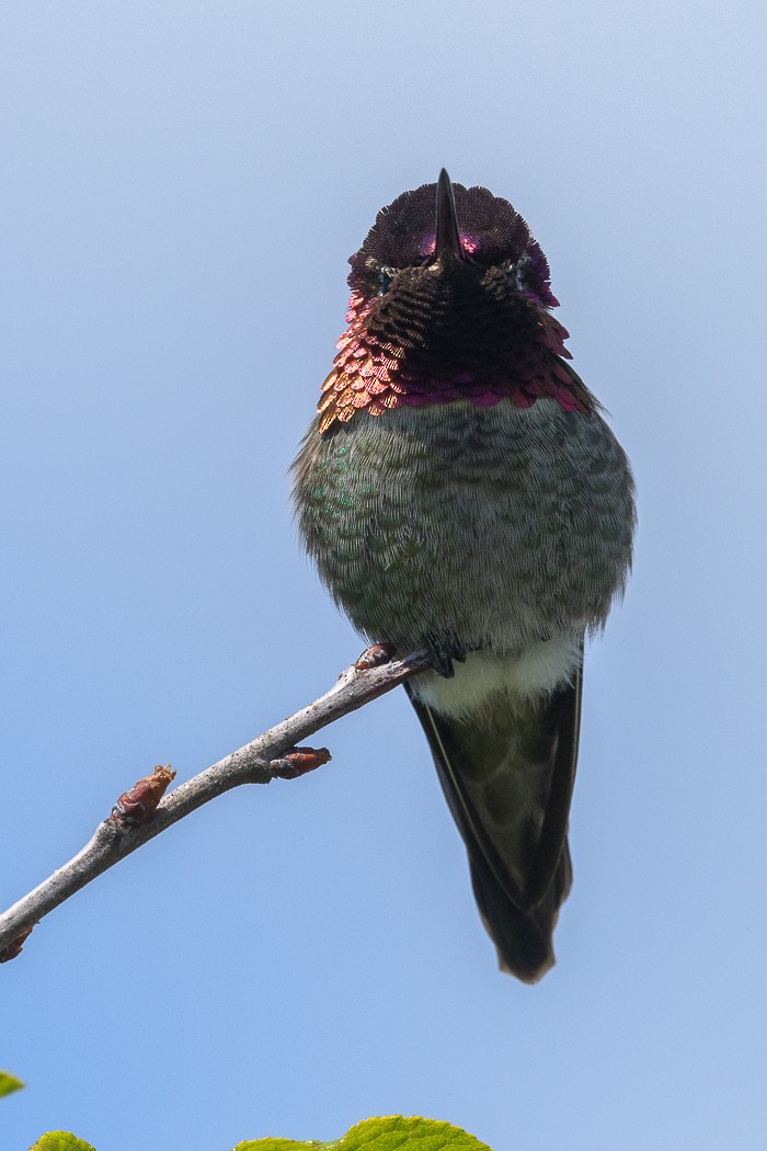 kalypta růžovohlavá - ML635076396