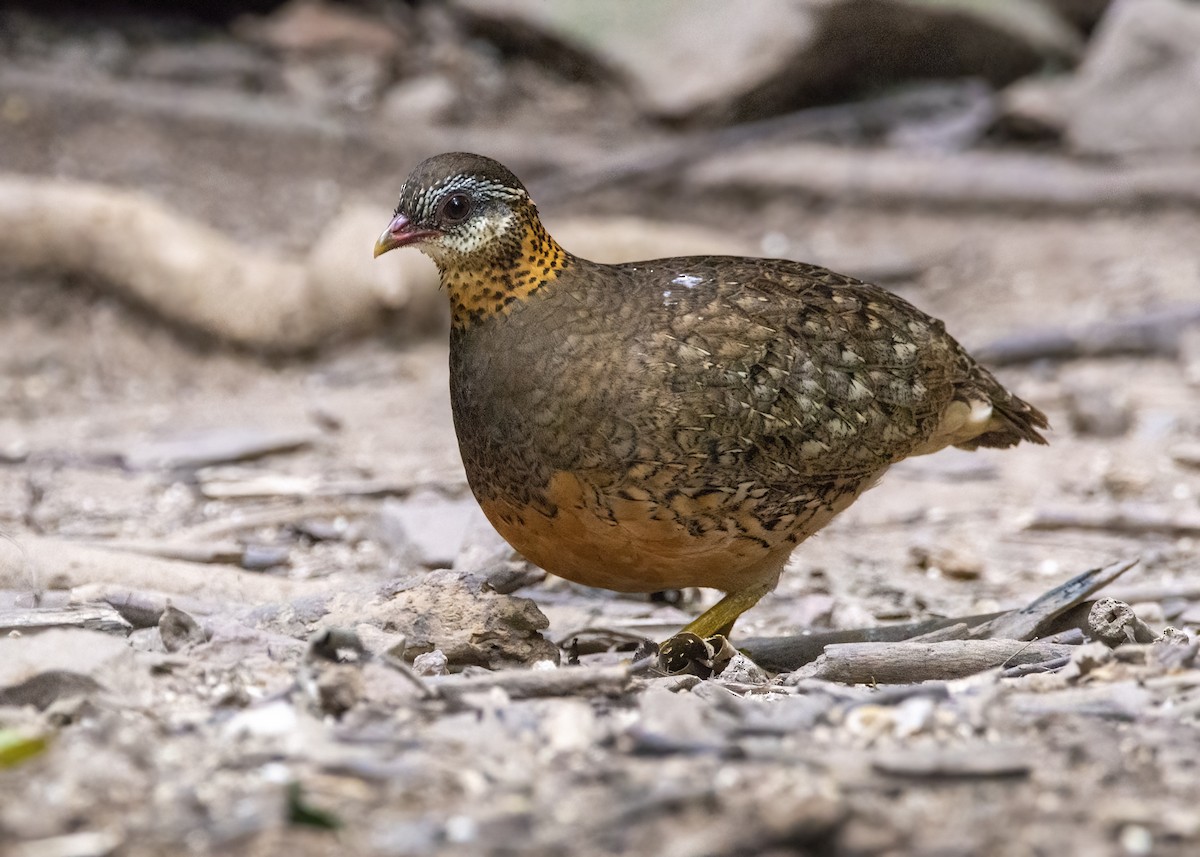Scaly-breasted Partridge - ML635076432
