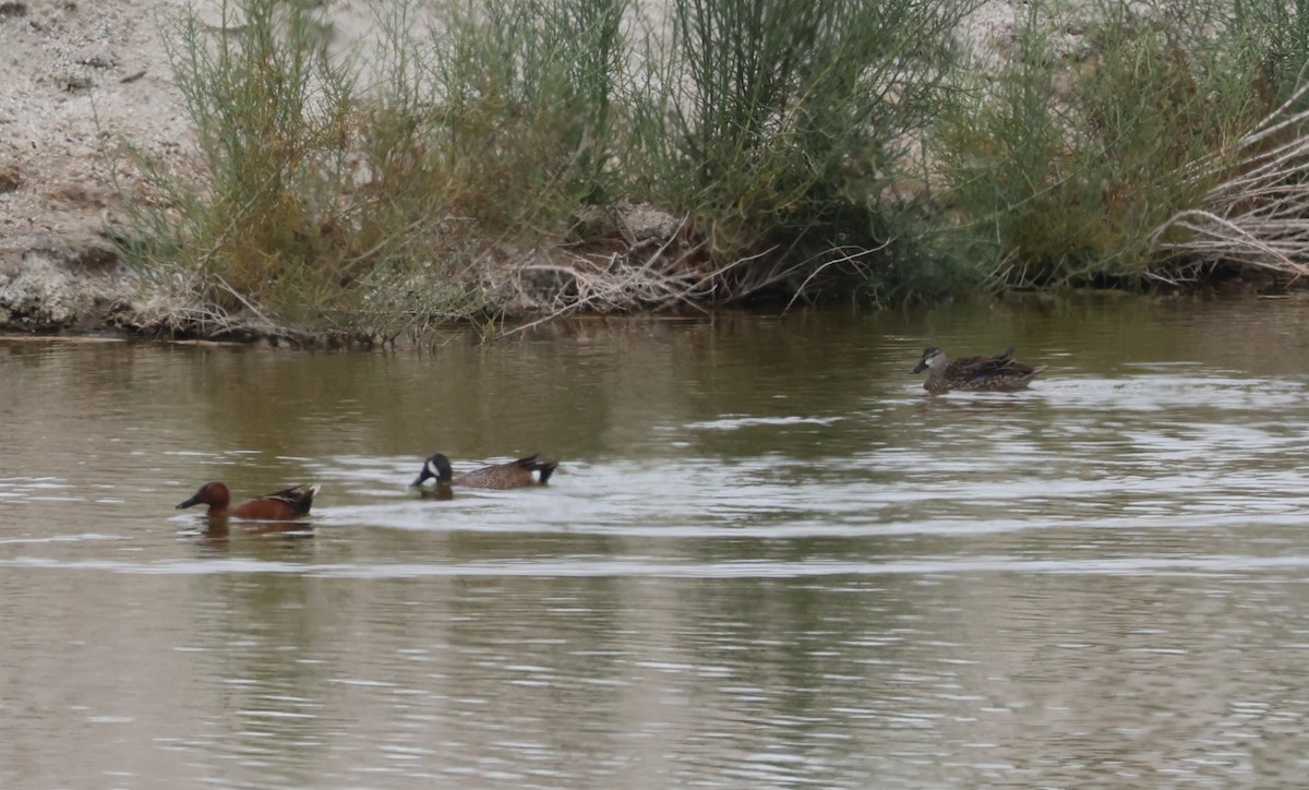 Blue-winged Teal - ML635076475