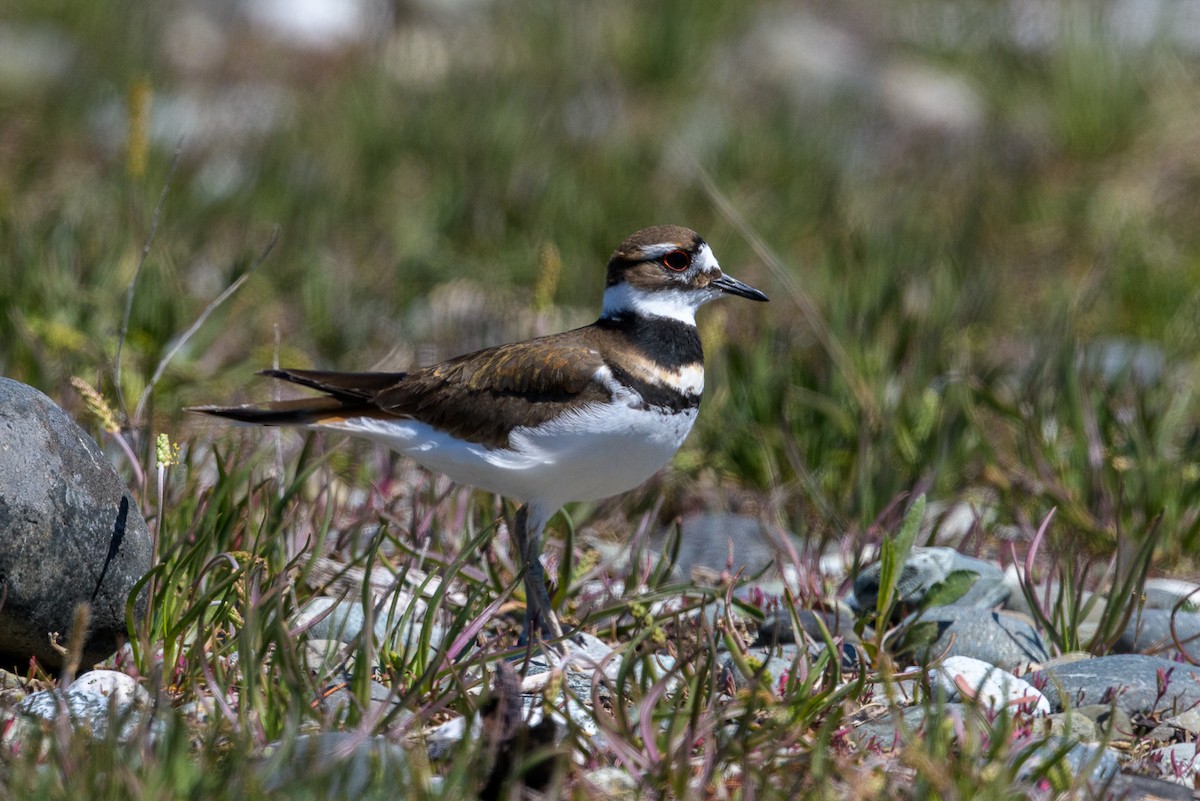 kulík rezavoocasý - ML635076508