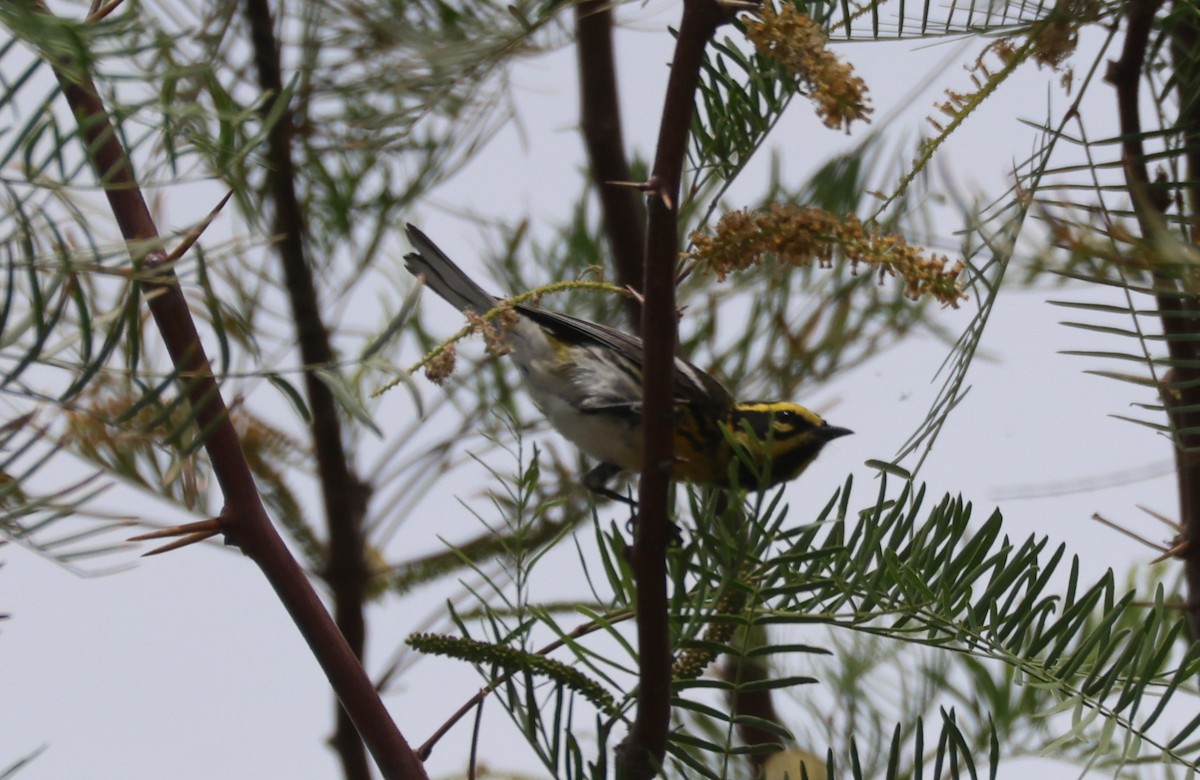 Townsend's Warbler - ML635076510