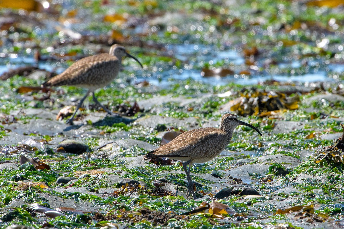 koliha hudsonská - ML635076531