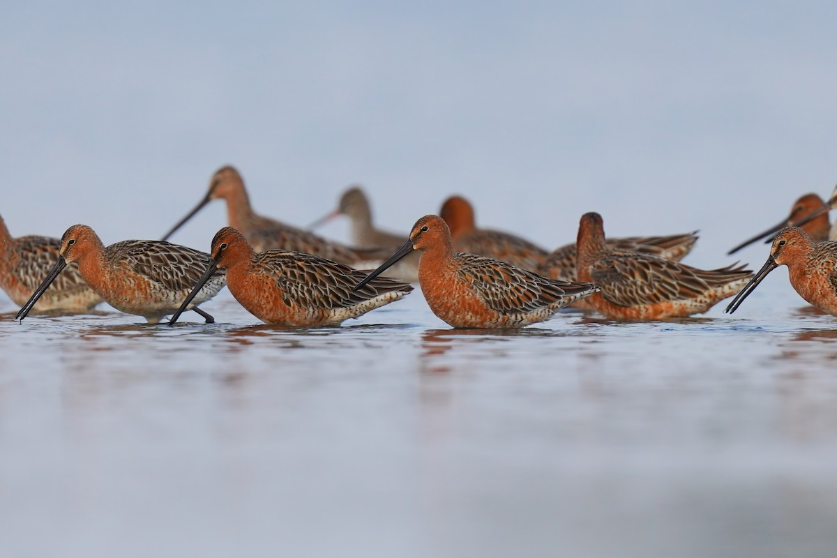 Asian Dowitcher - ML635076556