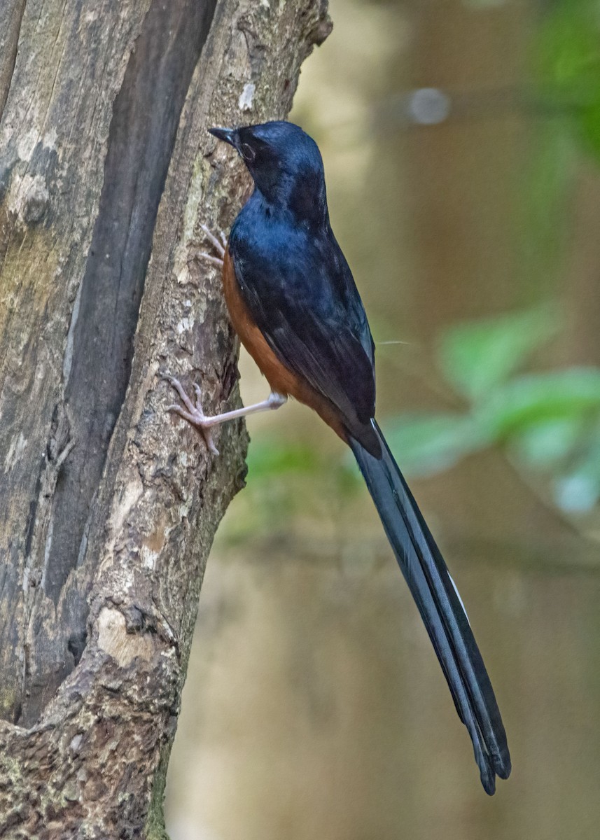 White-rumped Shama - ML635076629