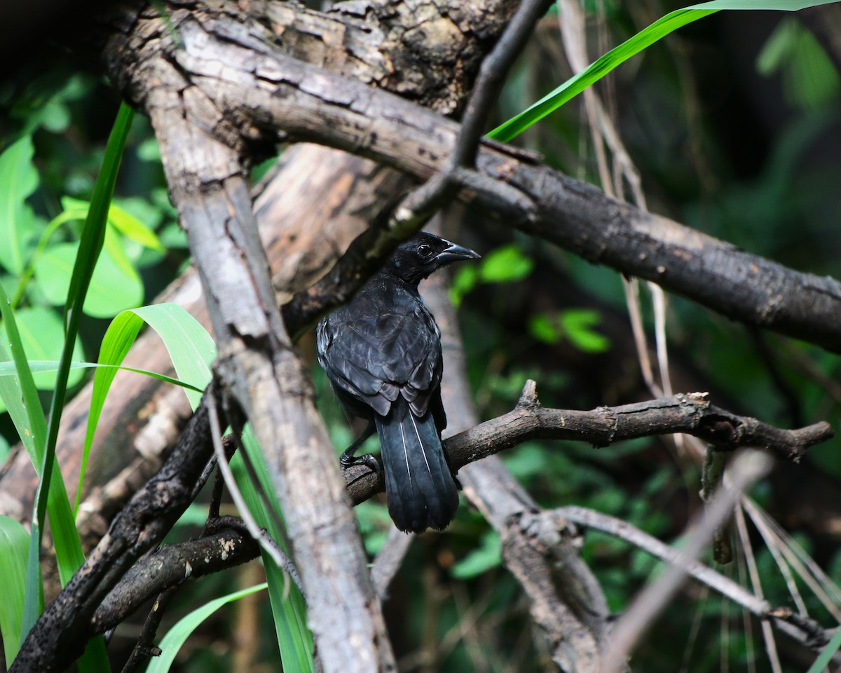 Scrub Blackbird - ML635076652