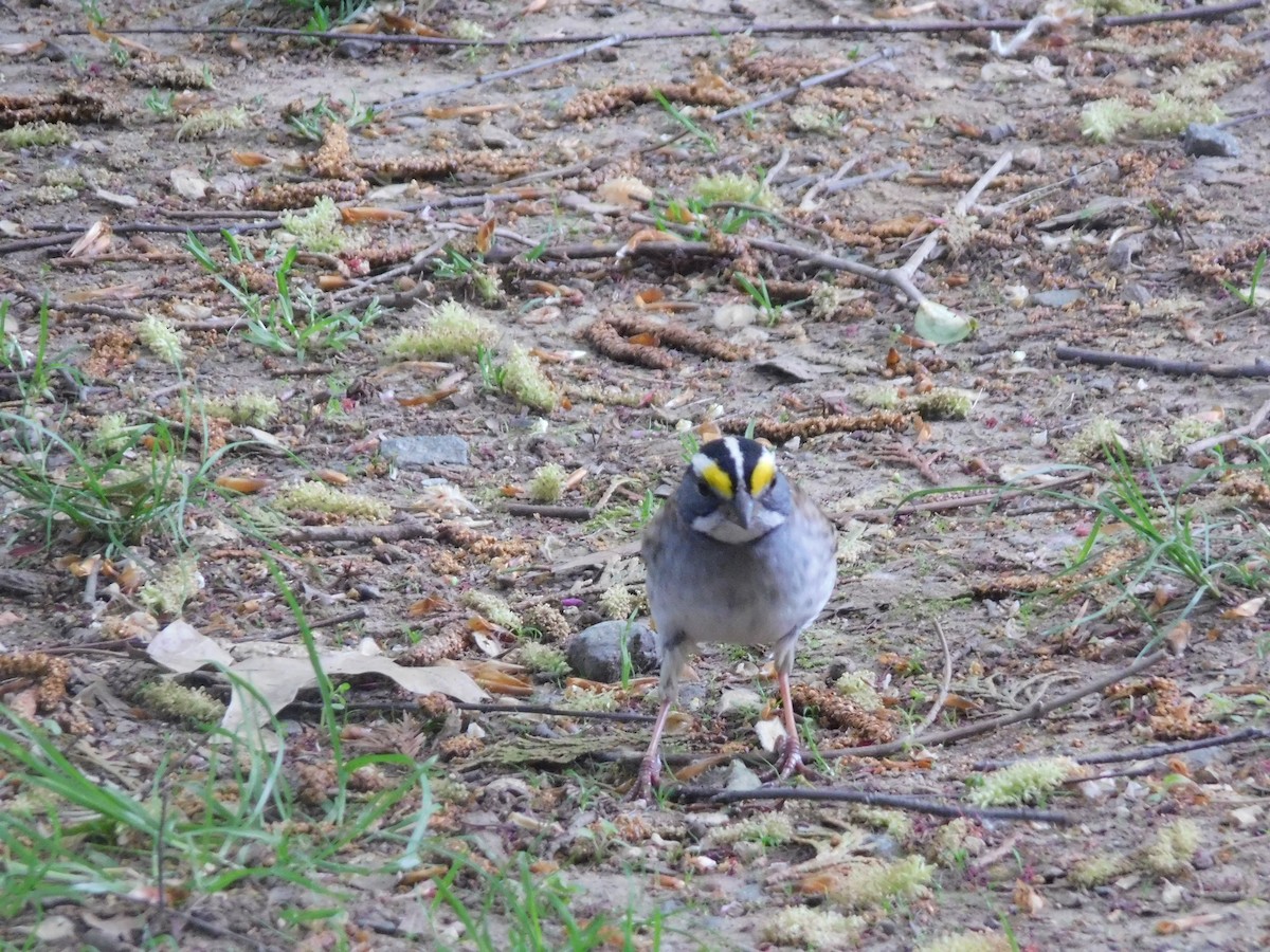 White-throated Sparrow - ML635076728
