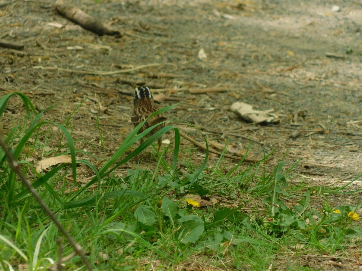 White-throated Sparrow - ML635076729