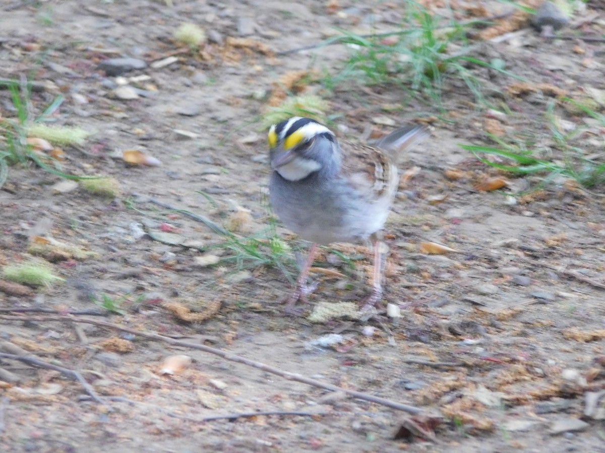 White-throated Sparrow - ML635076730