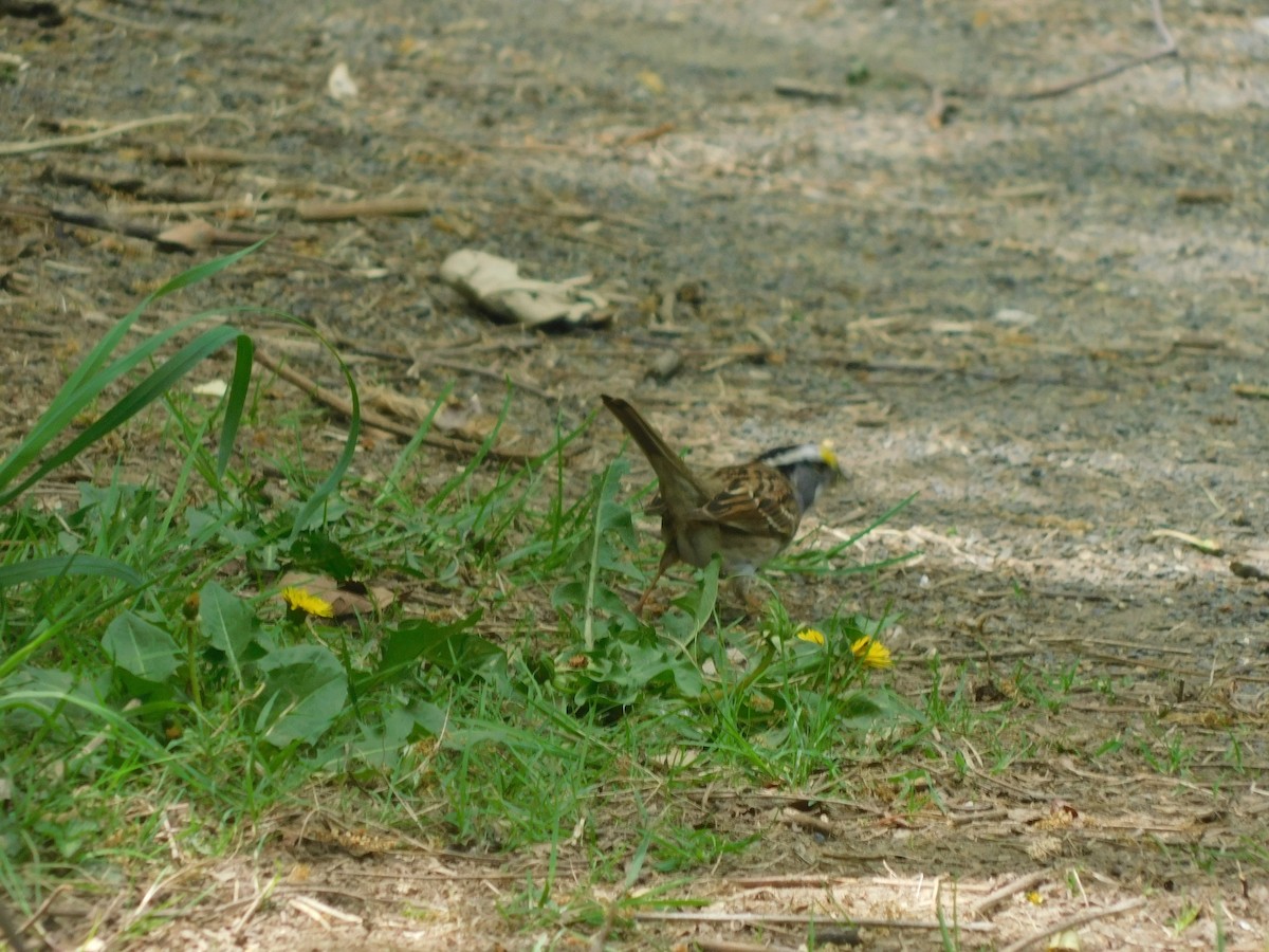 White-throated Sparrow - ML635076731