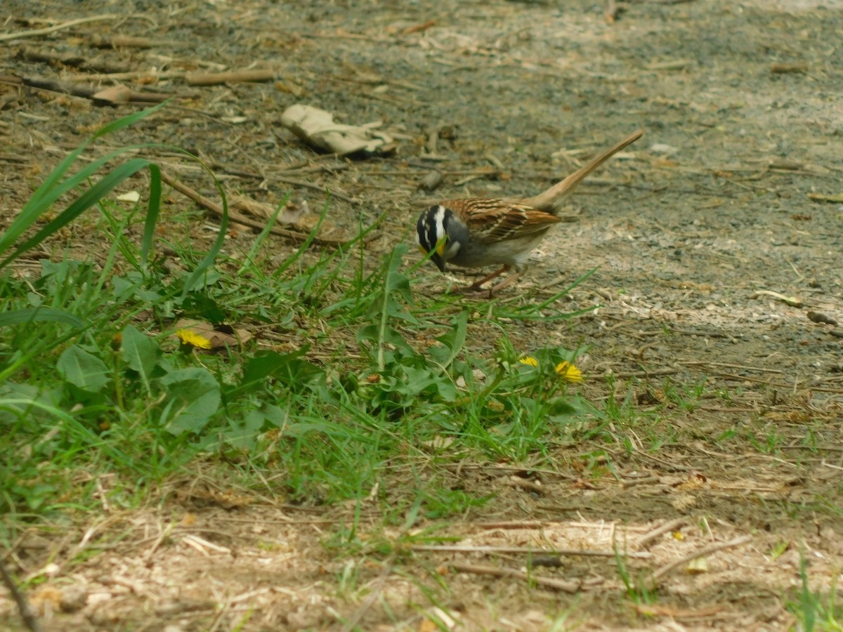 White-throated Sparrow - ML635076732