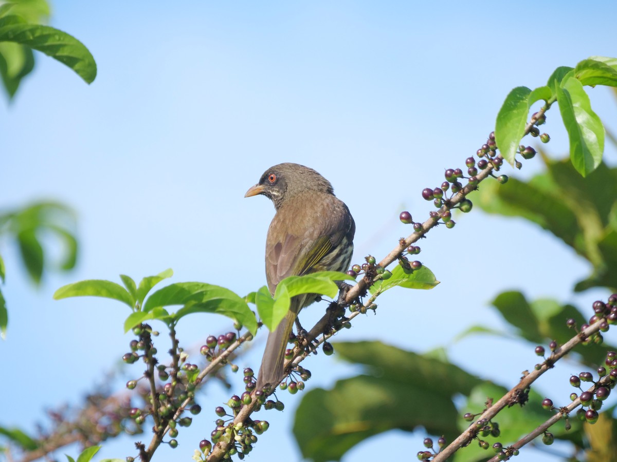 Palmchat - ML635076784