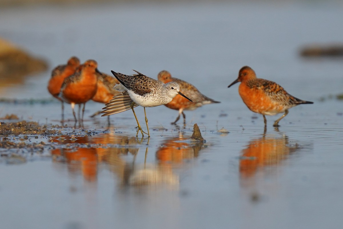 Marsh Sandpiper - ML635076791