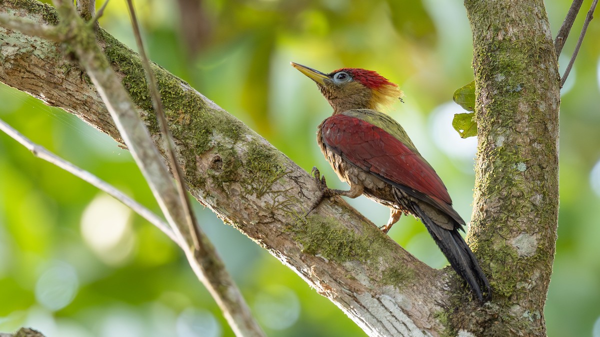 Crimson-winged Woodpecker - ML635076794
