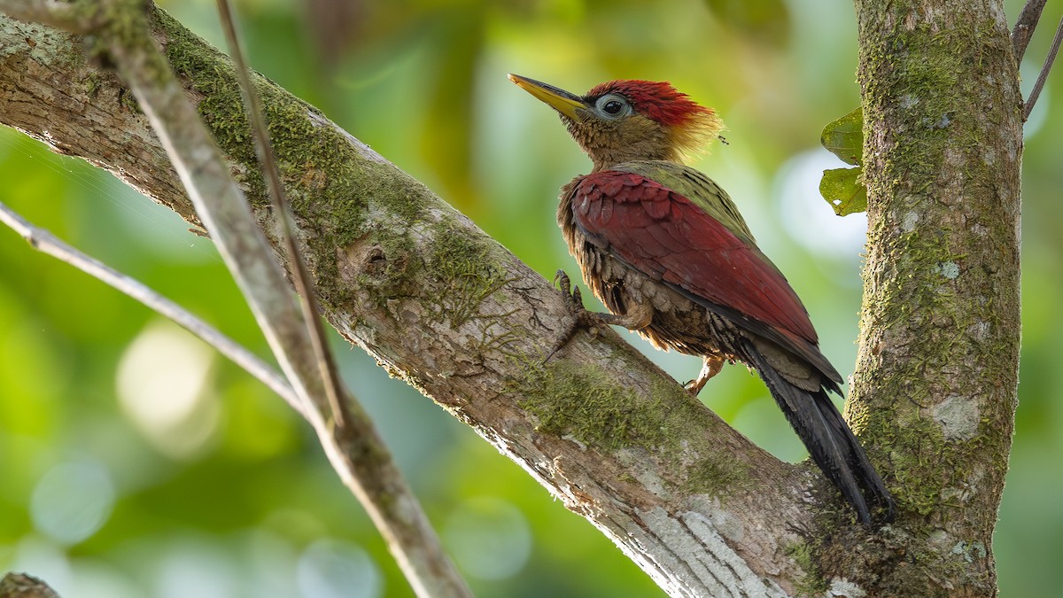 Crimson-winged Woodpecker - ML635076796