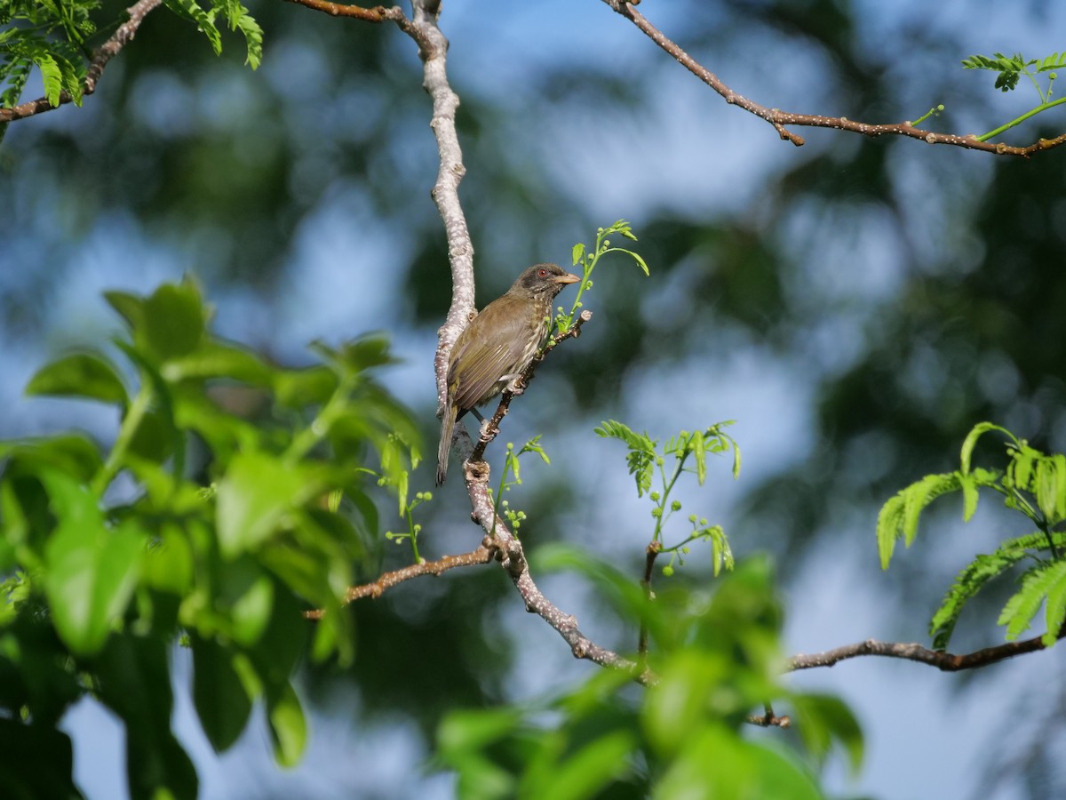 Palmchat - ML635077043