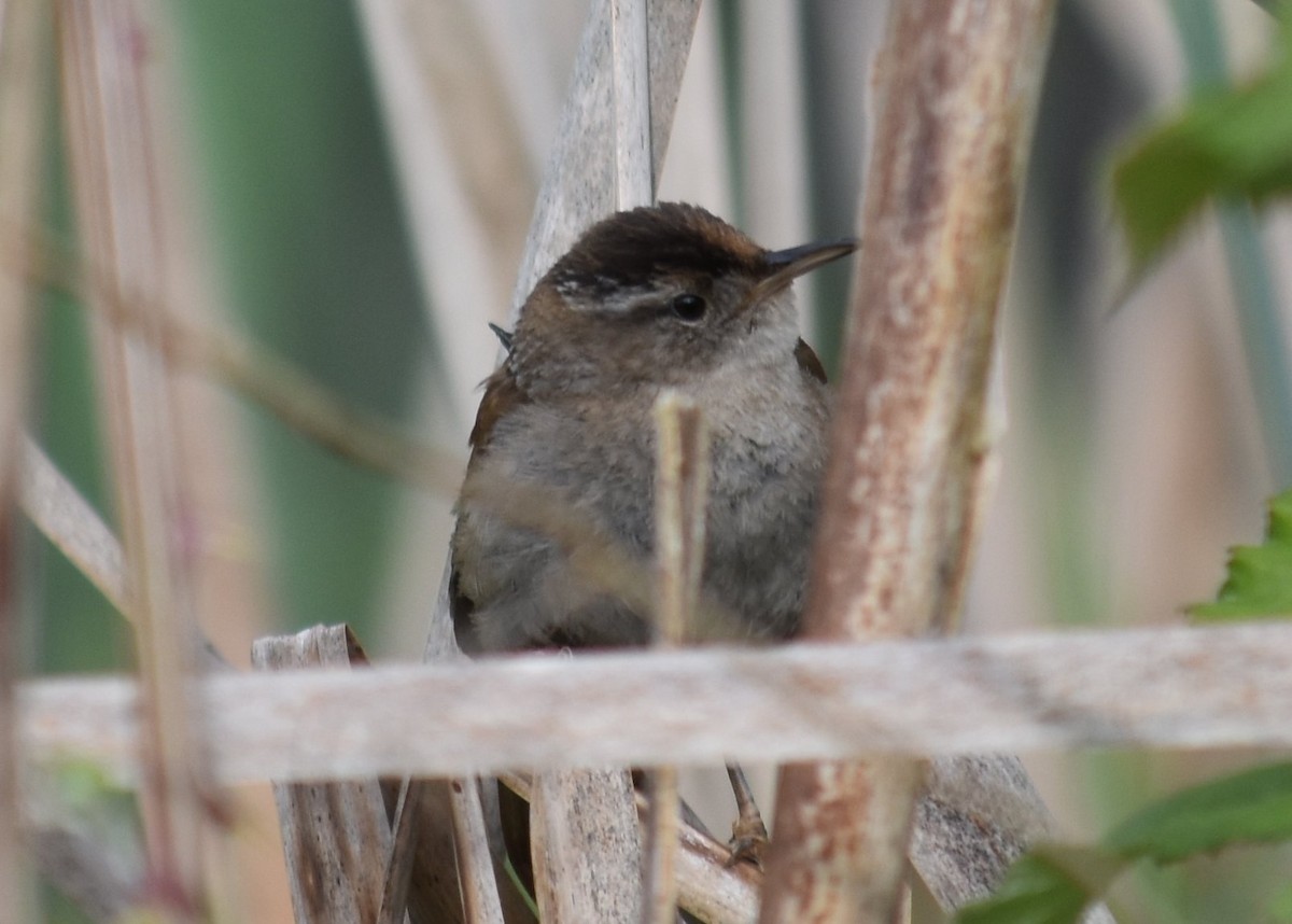 Marsh Wren - ML635077163