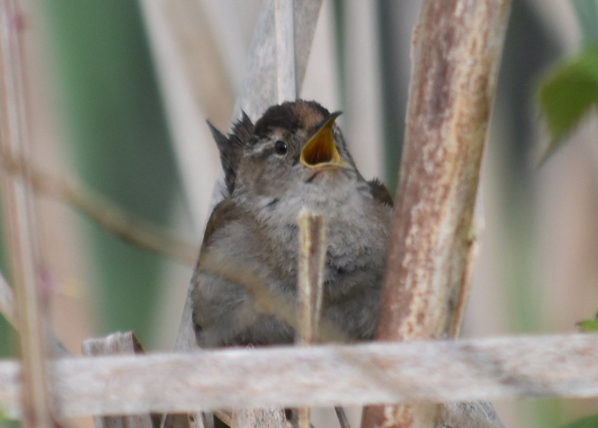 Marsh Wren - ML635077164