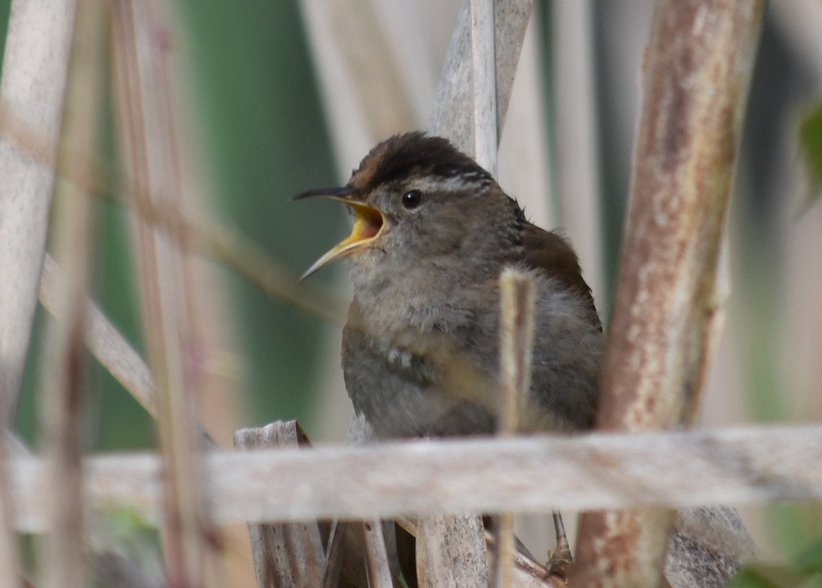 Marsh Wren - ML635077165