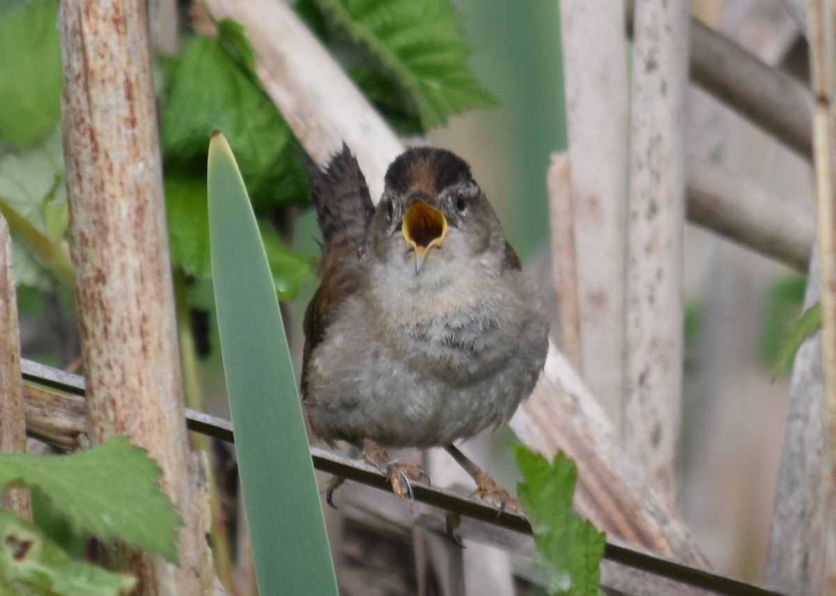 Marsh Wren - ML635077166