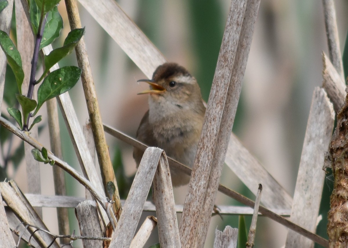 Marsh Wren - ML635077167