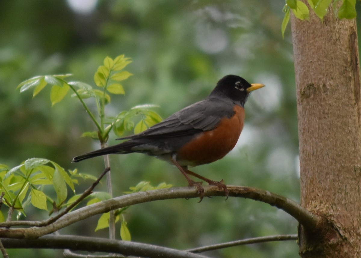 American Robin - ML635077187