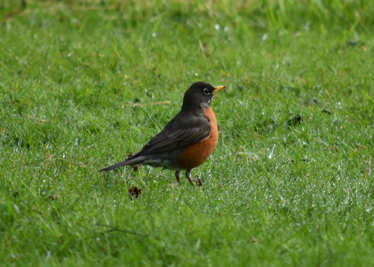 American Robin - ML635077188