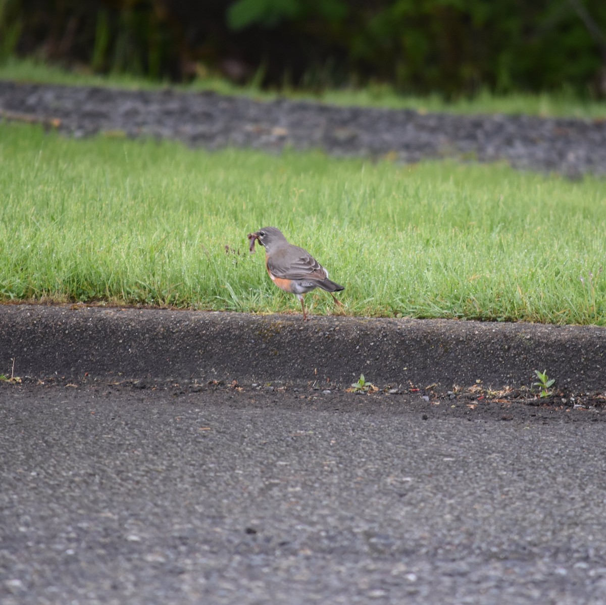 American Robin - ML635077189