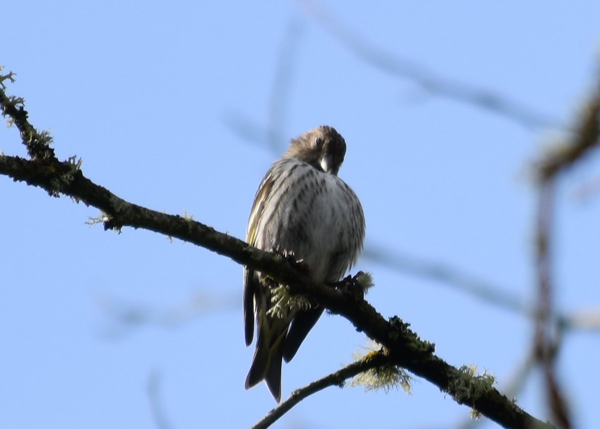 Pine Siskin - ML635077196