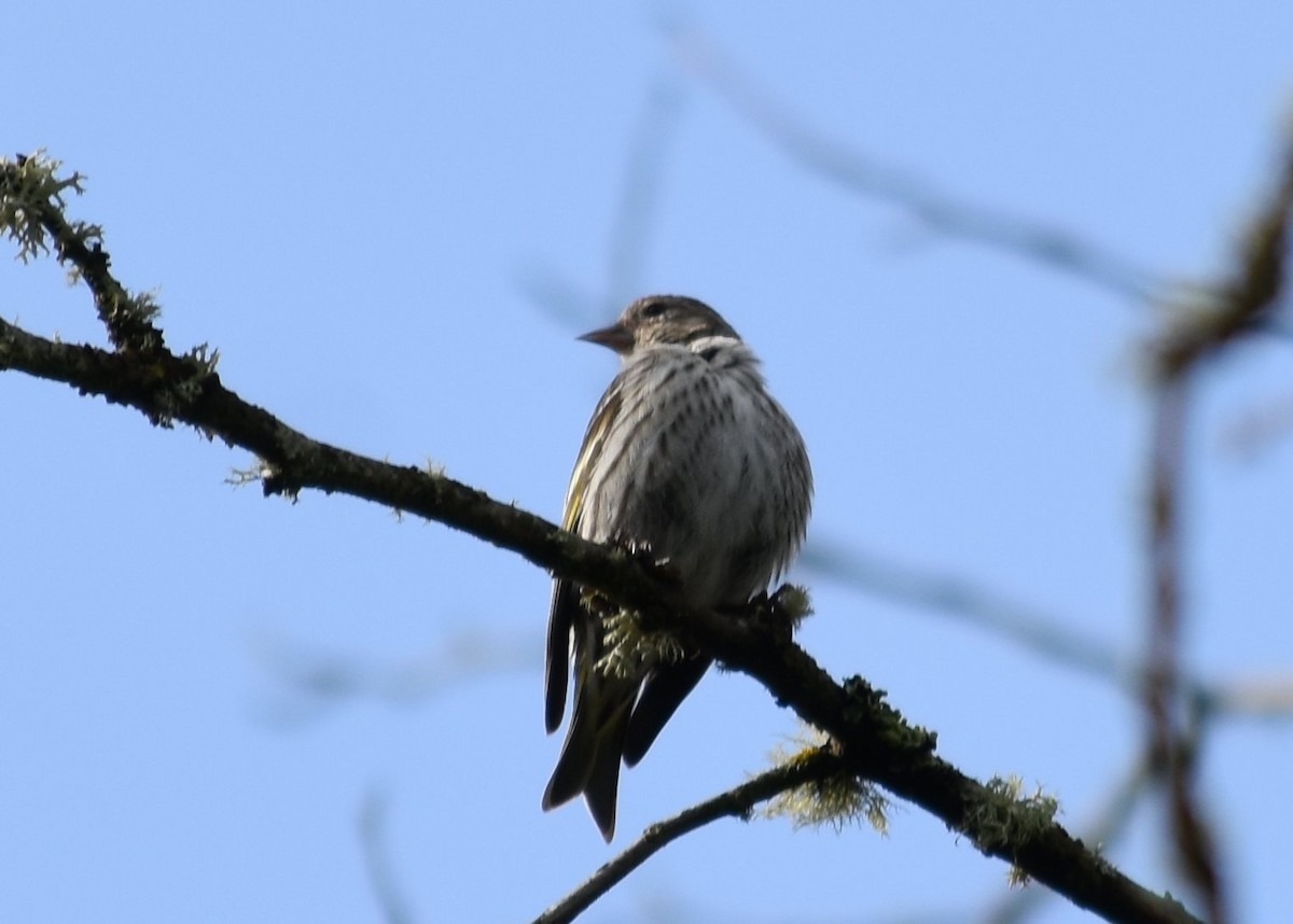 Pine Siskin - ML635077197