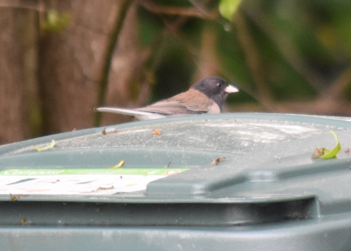 Dark-eyed Junco - ML635077201