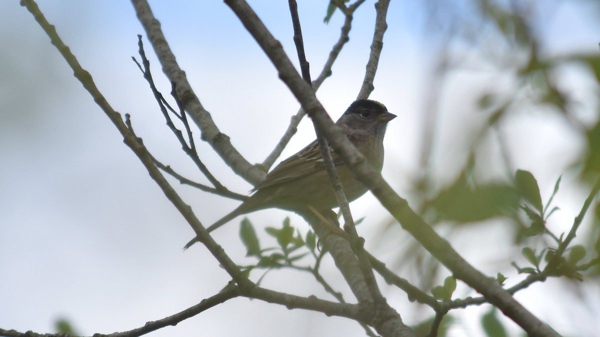 Golden-crowned Sparrow - ML635077204