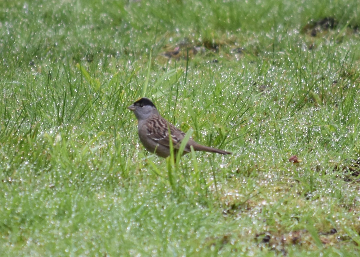 Golden-crowned Sparrow - ML635077205