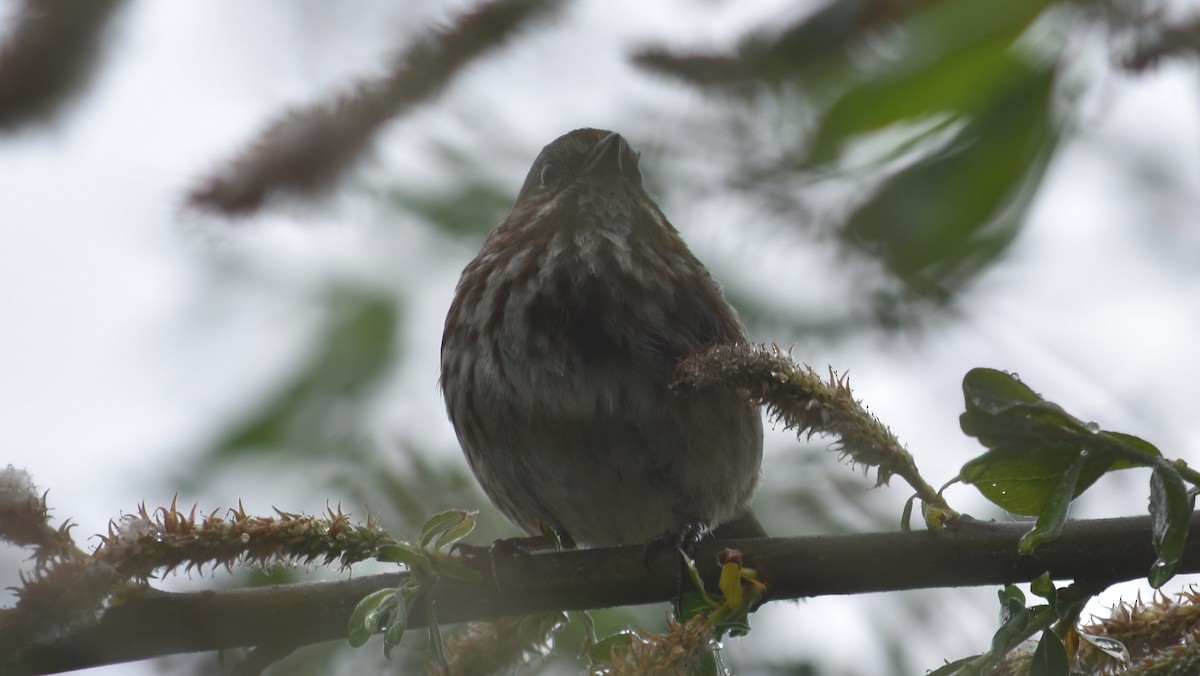 Song Sparrow - ML635077209