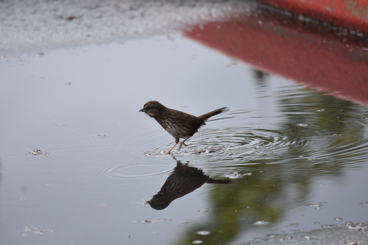 Song Sparrow - ML635077211