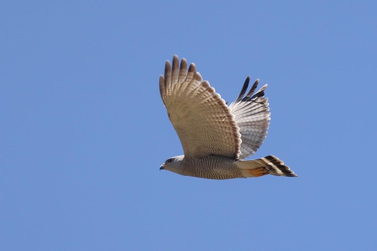 Gray Hawk - ML635077217