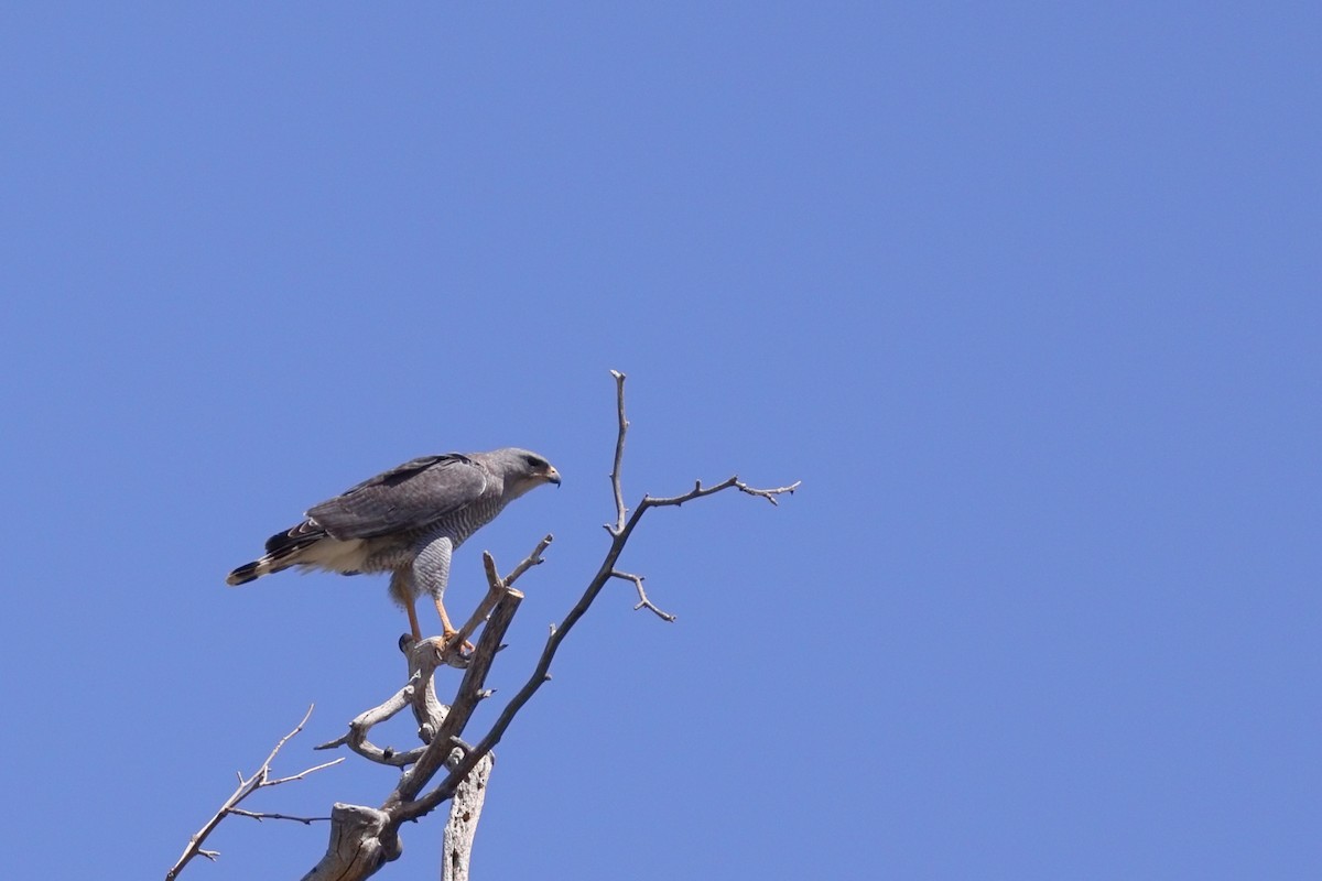 Gray Hawk - ML635077218