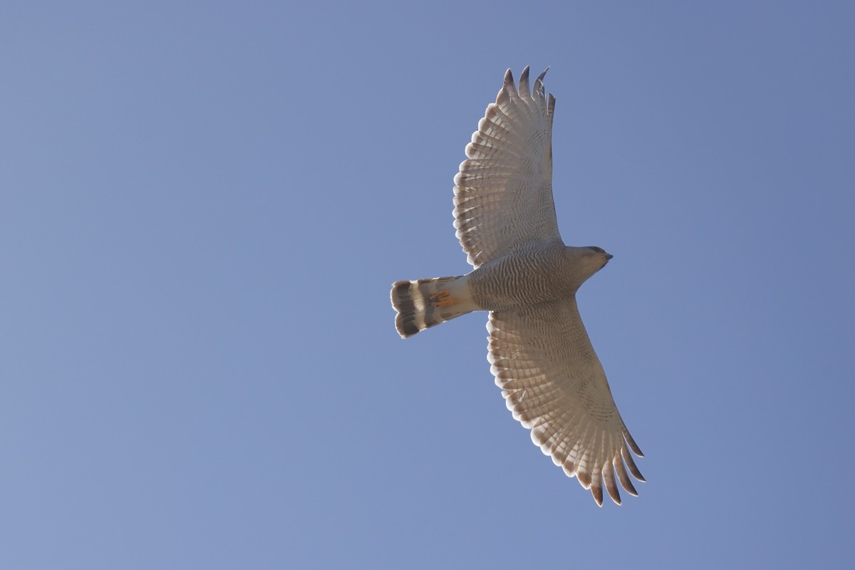 Gray Hawk - ML635077219