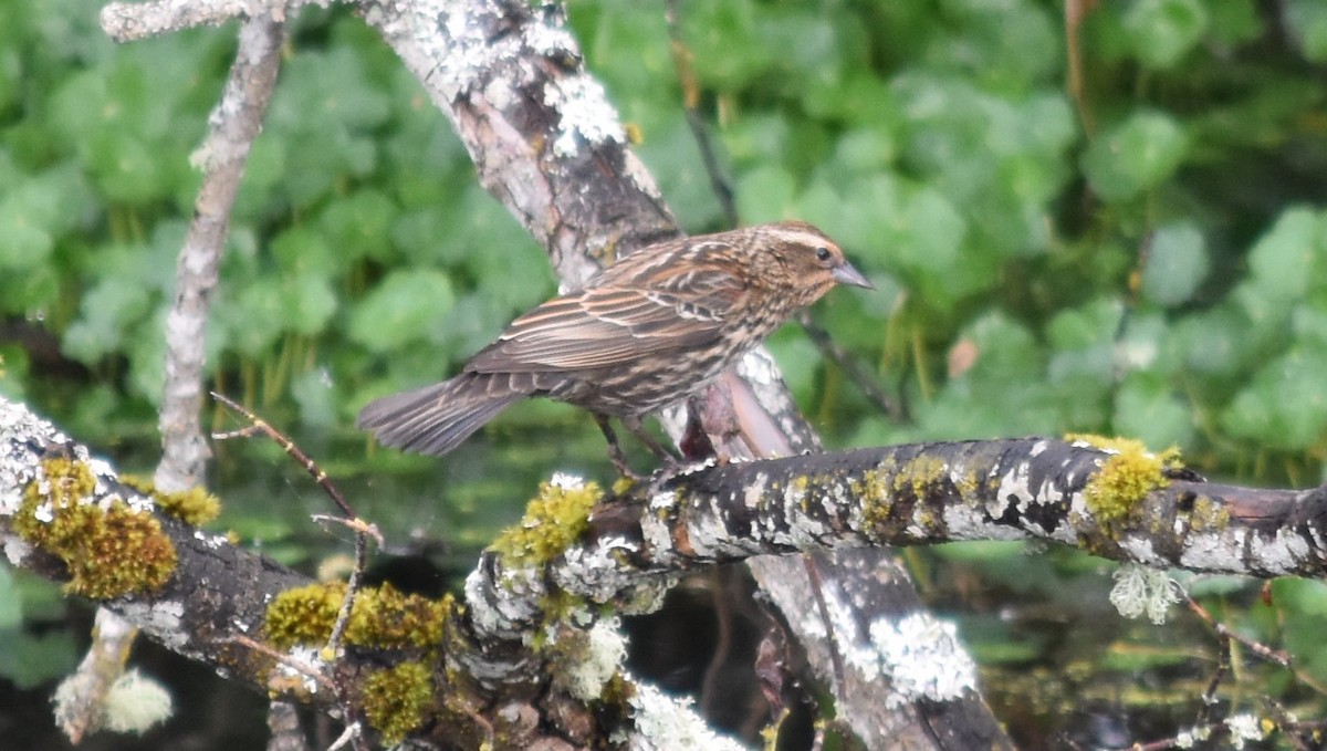 Red-winged Blackbird - ML635077225