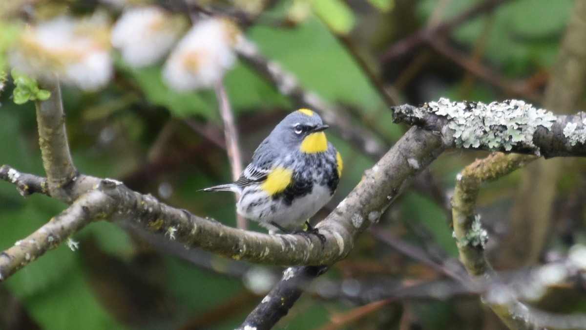 Yellow-rumped Warbler - ML635077230