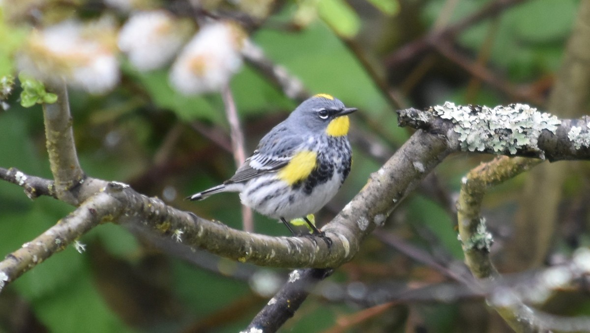 Yellow-rumped Warbler - ML635077231