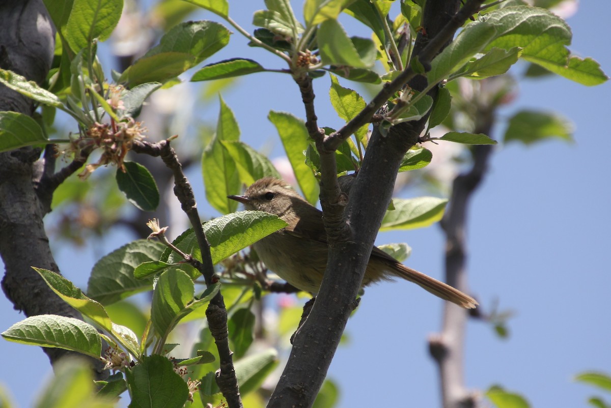 Brownish-flanked Bush Warbler - ML635077356