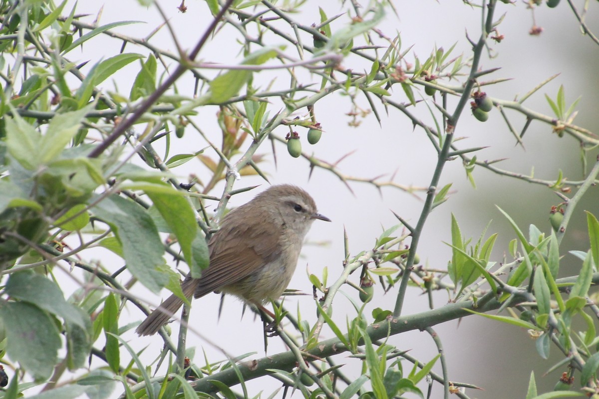 Brownish-flanked Bush Warbler - ML635077357