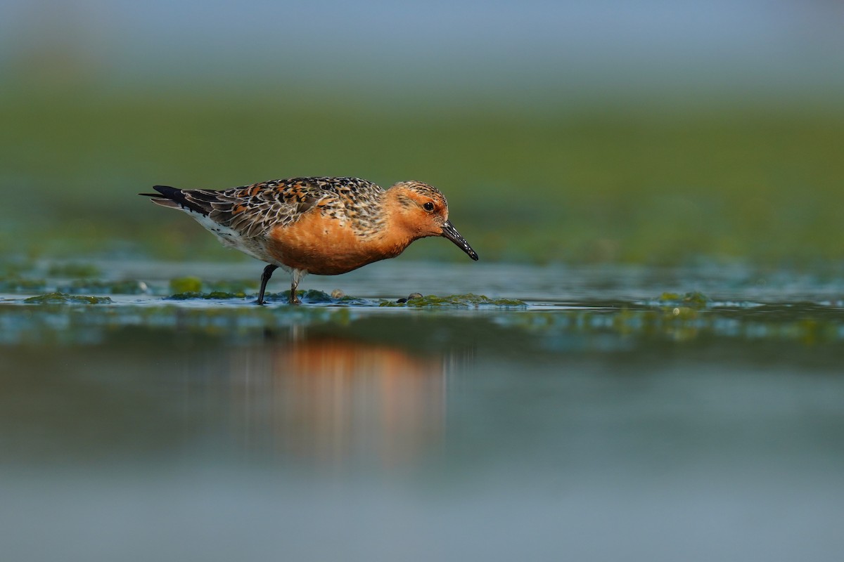 Red Knot - ML635077409